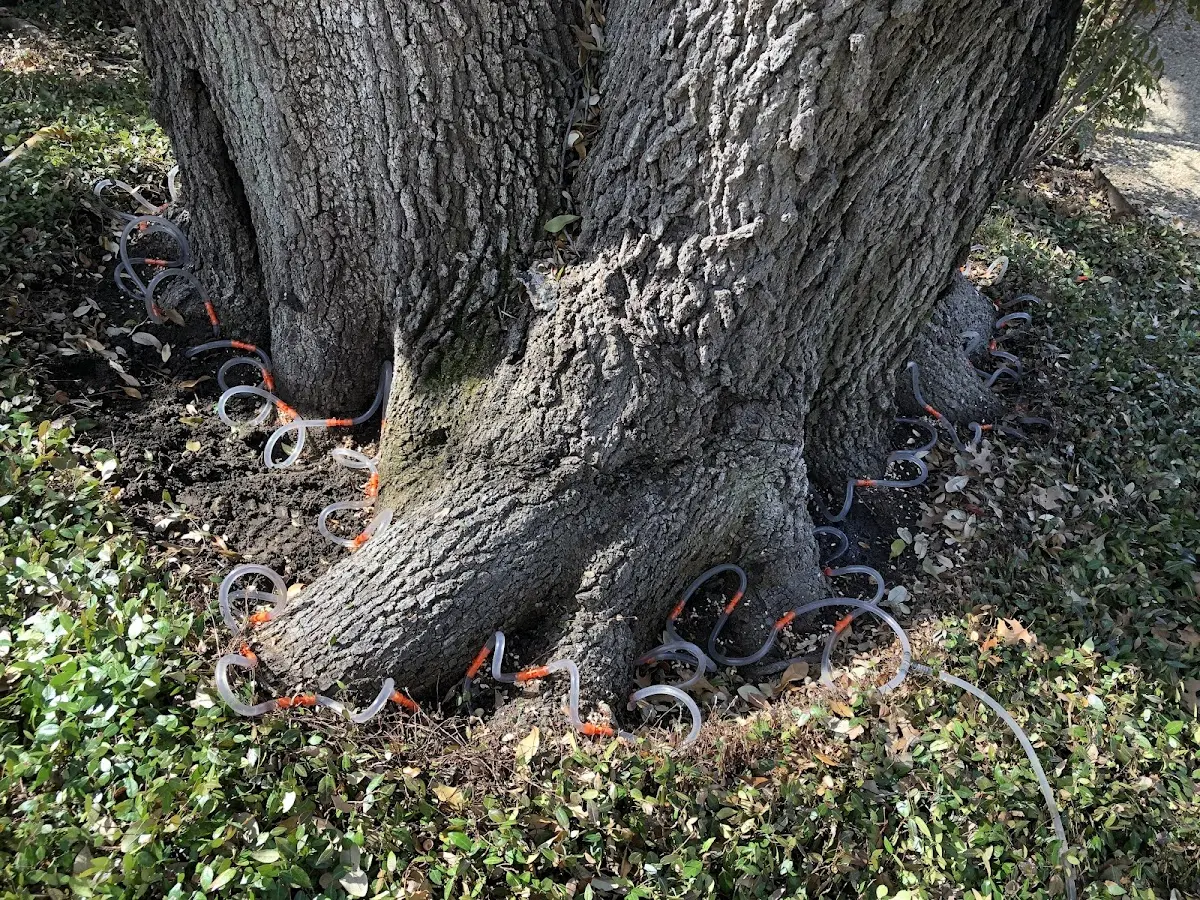 Detailed Tree Cabling and Bracing job site in Climax Springs