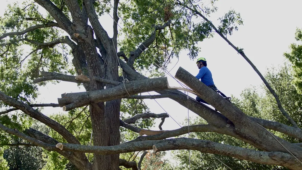 Professional Crown Thinning performed by certified arborists in Climax Springs